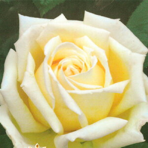 \̔ o c o Vc  Gi ؗ lG炫 KN ΂ F tros 4{ȍ~