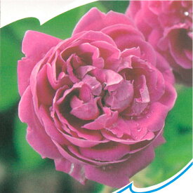 予約販売 バラ 苗 バラ 新苗 オールドローズ カルディナルドゥリシュリュー 半つる性 一季咲き 中輪 薔薇 ばら 紫 tros 4月中旬以降発送