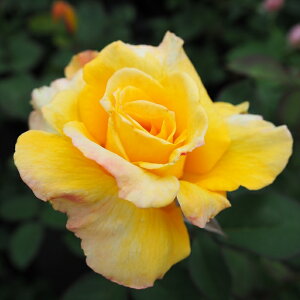 \̔ o c o Vc  JuL ؗ lG炫 KN ΂ F tros 4{ȍ~