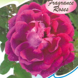 予約販売 バラ 苗 バラ 新苗 オールドローズ キングジョージ4世 半つる性 一季咲き 中輪 薔薇 ばら 紫 tros 4月中旬以降発送