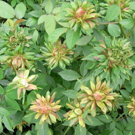 予約販売 バラ 苗 バラ 新苗 オールドローズ グリーンローズ 木立性 四季咲き 中輪 薔薇 ばら 緑 ウィリディフローラ tros 4月中旬以降発送