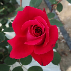 \̔ o c o Vc  NX`fBI[ ؗ lG炫 KN ΂  tros 4{ȍ~