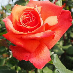 \̔ o c o Vc  NXgt@[RuX ؗ lG炫 KN ΂  tros 4{ȍ~