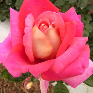 �\��̔� �o�� �c �o�� �V�c ��� �N���[�l���u���O �ؗ��� �l�G�炫 �K�N �΂� �� tros 4�����{�ȍ~����