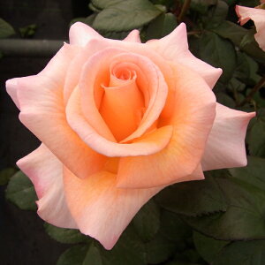 \̔ o c o Vc  P[jMxAgNX ؗ lG炫 KN ΂ IW tros 4{ȍ~