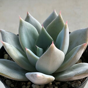 A skGPxA VOiVi×LVJWCAgj A GPxA 7.5cm|bg