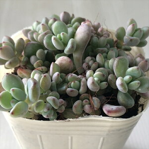 A sbZ_ ΂܂ R~bNg A Z_ 7.5cm|bg