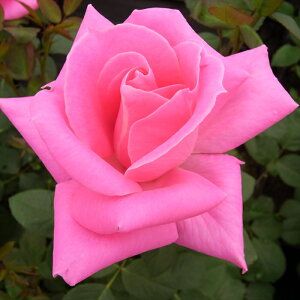 \̔ o c o Vc  vZX}[Kbg ؗ lG炫 KN ΂ sN tros 4{ȍ~