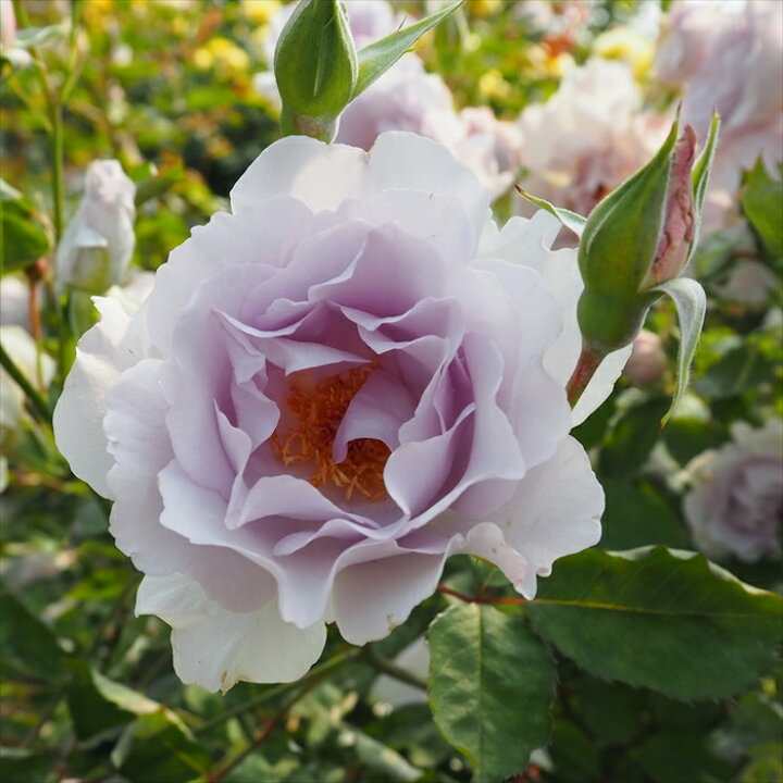 薔薇カービング AAAAA 樹木由来の生命力 ルビーレッドアンバータンブル 