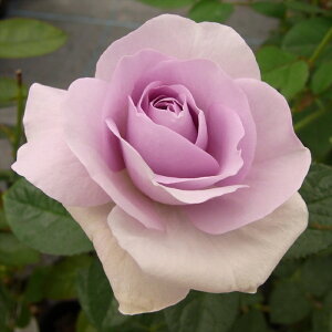 \̔ o c o Vc  u[o[ ؗ lG炫 KN ΂  tros 4{ȍ~