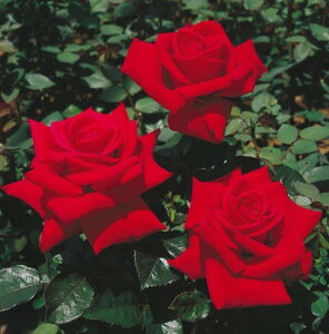 \̔ o c o Vc  uOg f81 ؗ lG炫 KN ΂  tros 4{ȍ~