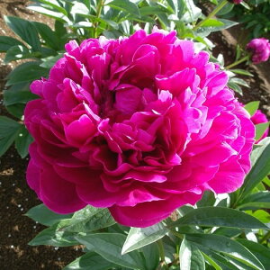 苗 芍薬の人気商品 通販 価格比較 価格 Com