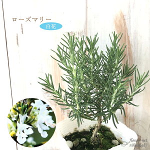 ローズマリー 白花 10.5cmポット 立性 ハーブ 苗 ガーデニング Herb