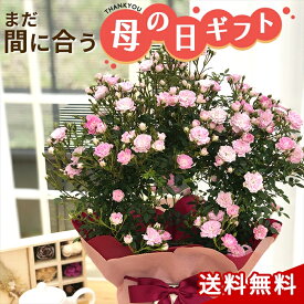 楽天市場 薔薇 舞姫の通販