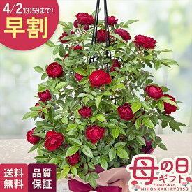 楽天市場 母の日 花鉢 バラの通販