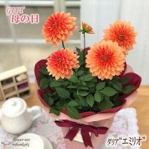 生花 ダリア 生花の人気商品 通販 価格比較 価格 Com 生花 ダリア 生花の人気商品 通販 価格比較 価格 Com