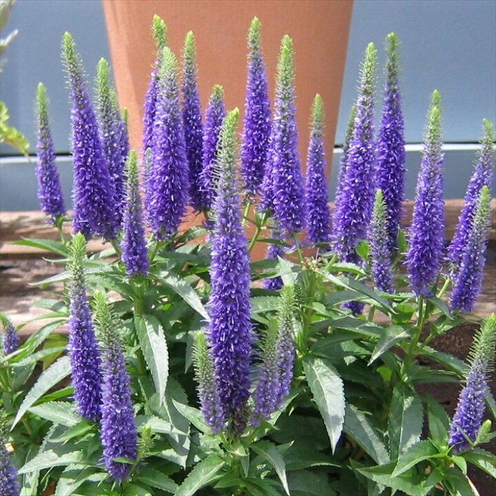 楽天市場 予約販売 宿根草の苗 ベロニカ スピカータ ロイヤル キャンドル 10 5cmポット苗 オオバコ科 花苗 半常緑 Nic 4月下旬以降発送 フラワーネット 日本花キ流通