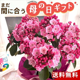 楽天市場 カルミア 花の通販