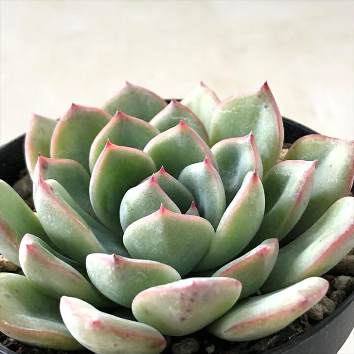 楽天市場 多肉植物 Swkエケベリア リラシナ プリドニス 多肉植物 エケベリア 7 5cmポット フラワーネット 日本花キ流通