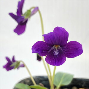 \̔ X~ c  7.5cm|bg݂ R쑐 N K[fjO ԕc h nfs 11{ȍ~