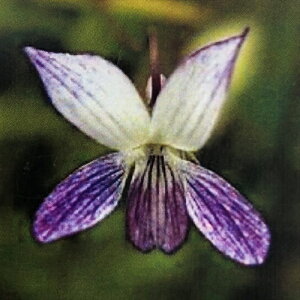 \̔ X~ c ELEVX~ 7.5cm|bg݂ R쑐 N K[fjO ԕc h nfs 2{ȍ~