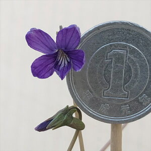 \̔ X~ c qX~ 7.5cm|bg݂ R쑐 N K[fjO ԕc h nfs 2{ȍ~