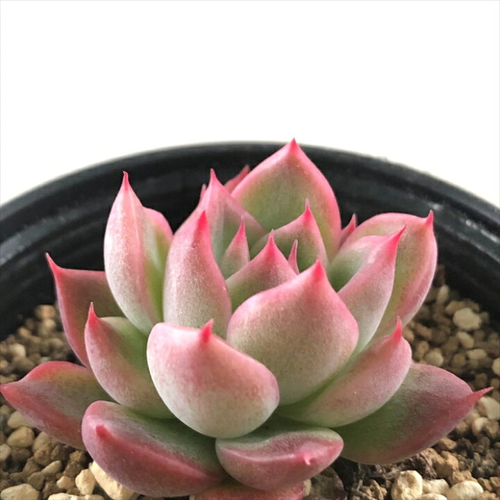 楽天市場 多肉植物 Hmエケベリア フロリディティー 多肉植物 エケベリア 6cmポット フラワーネット 日本花キ流通 楽天市場 多肉植物 Hmエケベリア フロリディティー 多肉植物 エケベリア 6cmポット フラワーネット 日本花キ流通