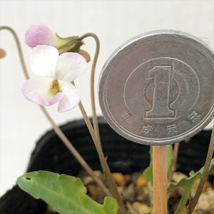 予約販売 スミレ 苗 ヒメスミレ田鶴姫(たづひめ) 7.5cmポットすみれ 山野草 多年草 ガーデニング 花苗 宿根草 nfs 11月中旬以降発送