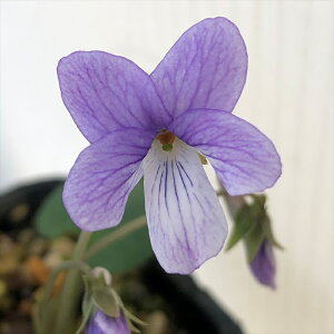 \̔ X~ c RX~ە 7.5cm|bg݂ R쑐 N K[fjO ԕc h nfs 11{ȍ~