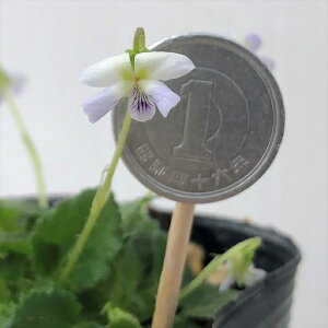 \̔ X~ c cNVX~ 7.5cm|bg݂ R쑐 N K[fjO ԕc h nfs 11{ȍ~