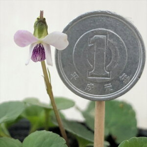 \̔ X~ c jCX~ 7.5cm|bg݂ R쑐 N K[fjO ԕc h nfs 11{ȍ~