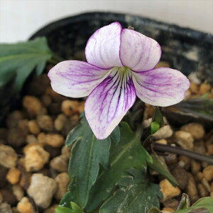 \̔ X~ c xjoiXYLX~ 7.5cm|bg݂ R쑐 N K[fjO ԕc h nfs 11{ȍ~