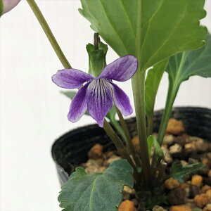 予約販売 スミレ 苗 アツバスズキスミレ 7.5cmポットすみれ 山野草 多年草 ガーデニング 花苗 宿根草 nfs 11月中旬以降発送