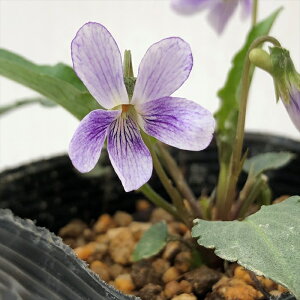 予約販売 スミレ 苗 アツバヘイリンジスミレ 7.5cmポットすみれ 山野草 多年草 ガーデニング 花苗 宿根草 nfs 11月中旬以降発送