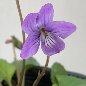 \̔ X~ c ~nVX~ 7.5cm|bg݂ R쑐 N K[fjO ԕc h nfs 11{ȍ~