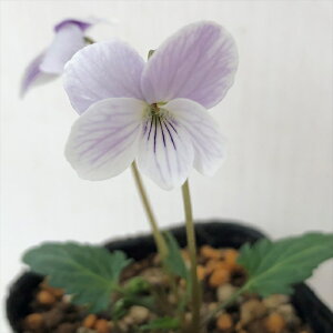 \̔ X~ c ~XYX~璹 7.5cm|bg݂ R쑐 N K[fjO ԕc h nfs 11{ȍ~