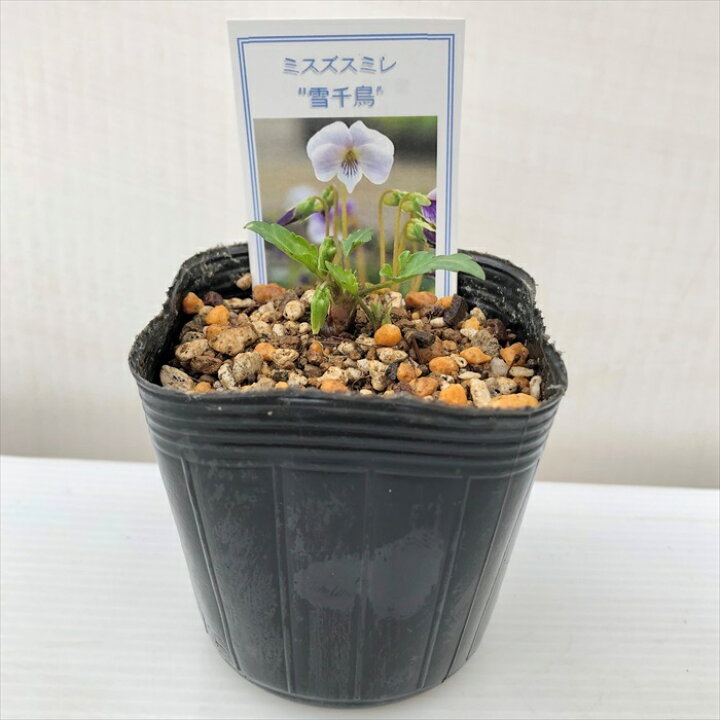 人気ブレゼント 花種 花の種 すみれ 種 スミレ 菫 花の苗 山野草 種子 Www Anavara Com 人気ブレゼント 花種 花の種 すみれ 種 スミレ 菫 花の苗 山野草 種子 Www Anavara Com