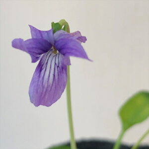 \̔ X~ c X~ 7.5cm|bg݂ R쑐 N K[fjO ԕc h nfs 11{ȍ~