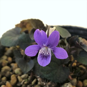 \̔ X~ c BI uhJ 7.5cm|bg݂ R쑐 N K[fjO ԕc h nfs 11{ȍ~