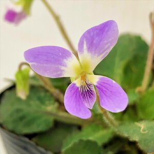 \̔ X~ c }cNVX~ 7.5cm|bg݂ R쑐 N K[fjO ԕc h nfs 11{ȍ~