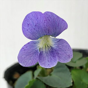 \̔ X~ c BI \A _[N tbNX 7.5cm|bg݂ R쑐 N K[fjO ԕc h nfs 2{ȍ~