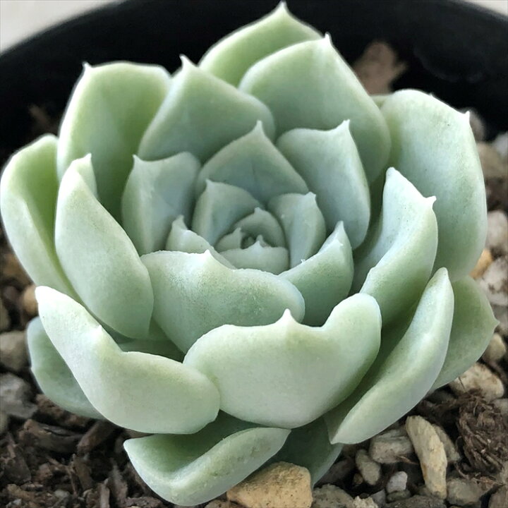 楽天市場 多肉植物 Skエケベリア アルバ 多肉植物 エケベリア 7 5cmポット フラワーネット 日本花キ流通 楽天市場 多肉植物 Skエケベリア アルバ 多肉植物 エケベリア 7 5cmポット フラワーネット 日本花キ流通