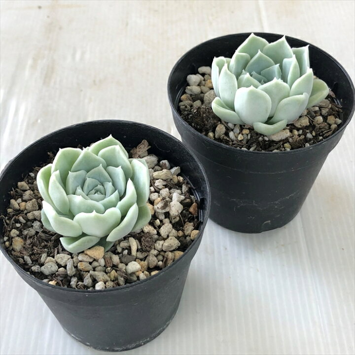 多肉植物 Skエケベリア オウンスロー エケベリア 7 5cmポット 正式的