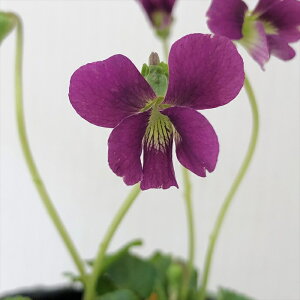 \̔ X~ c BI \A bh WCAg 7.5cm|bg݂ R쑐 N K[fjO ԕc h nfs 11{ȍ~