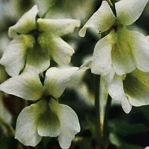 \̔ X~ c BI \A Xm[ vZX 7.5cm|bg݂ R쑐 N K[fjO ԕc h nfs 2{ȍ~