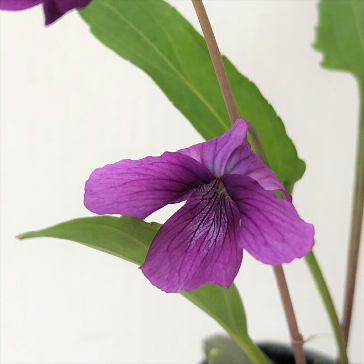 楽天市場 可憐なスミレ タイリンスミレ タイリンマンジュリカ 6cmポット苗 菫 すみれ スミレ科 宿根草 山野草 グランドカバー フラワーネット 日本花キ流通