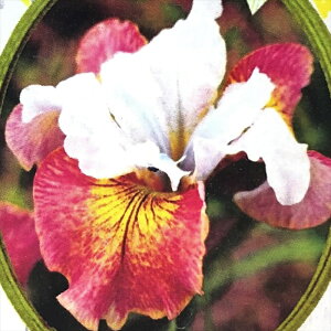 \̔ VxAA c VK[ bV 13.5cm|bg Ҋ   N K[fjO ԕc h imk 11{ȍ~