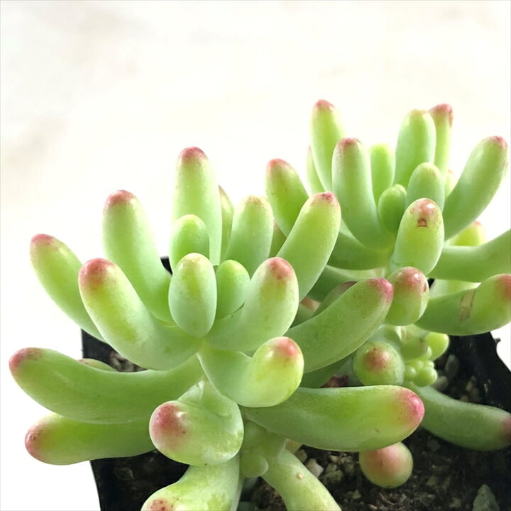 楽天市場 多肉植物 Seセダム 乙女心 多肉植物 セダム 7 5cmポット フラワーネット 日本花キ流通 楽天市場 多肉植物 Seセダム 乙女心 多肉植物 セダム 7 5cmポット フラワーネット 日本花キ流通