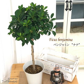 楽天市場 エアコン 振動 花 観葉植物 花 ガーデン Diy の通販