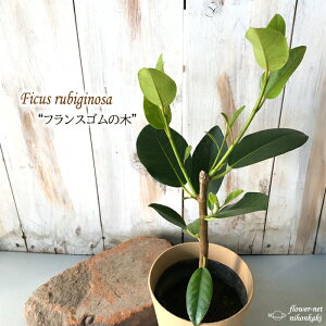 観葉植物 フランスゴムの木の人気商品 通販 価格比較 価格 Com